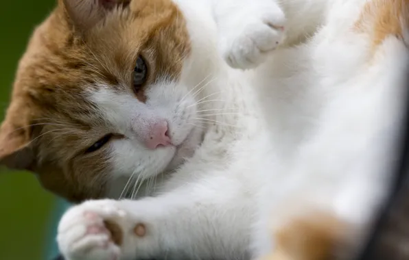 Picture cat, cat, white-red