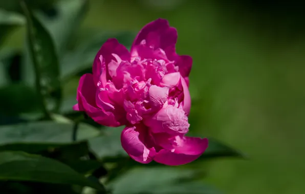 Summer, flowers, peony, June