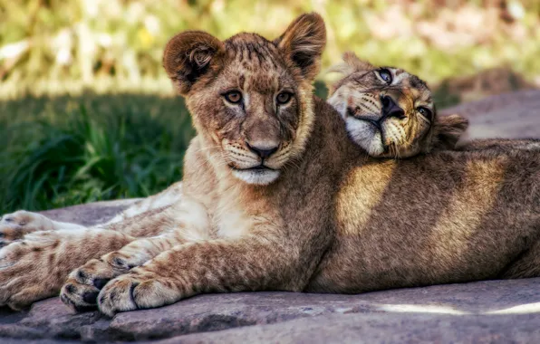 Summer, cats, nature, Leo, pair, wild cats, lions, the cubs