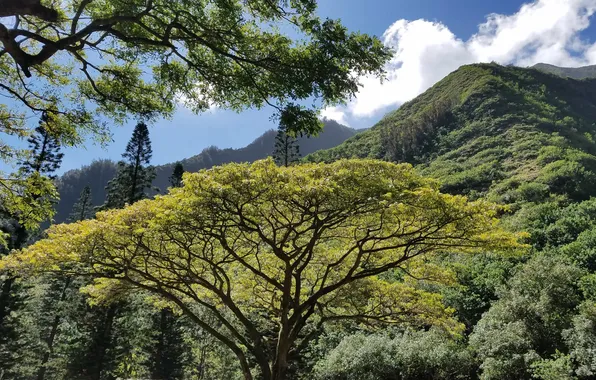 Nature, Forest, Nature, Forest