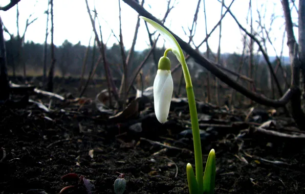 Spring, snowdrop, first, netsnake