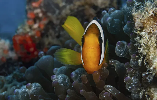 Sea, fish, anemones, clown fish