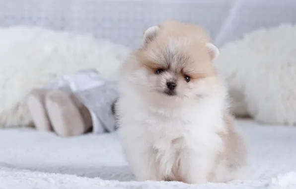 Picture bed, puppy, fluffy, Spitz