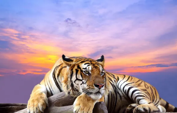 Picture the sky, face, sunset, tiger, background, predator, paws, lies
