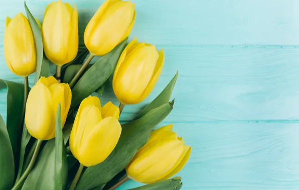 Flowers, Spring, Tulips, Background, flowers, Spring, Background, Tulips