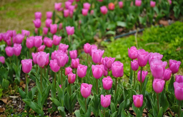 Greens, flowers, spring, garden, track, tulips, pink, buds