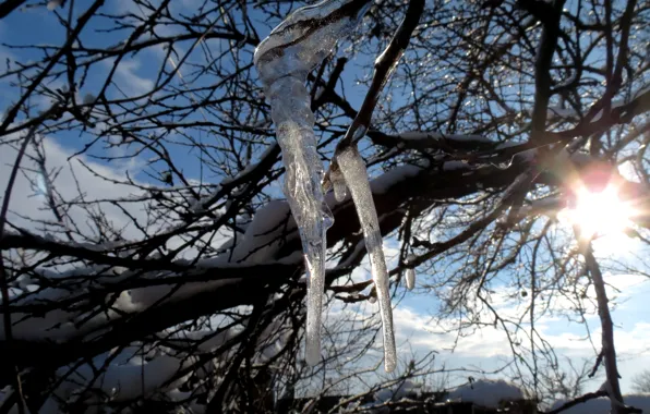 Ice, winter, the sun, snow, tree, icicles