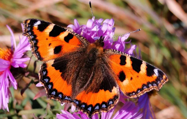 Flower, macro, butterfly, wings, beautiful, close-up