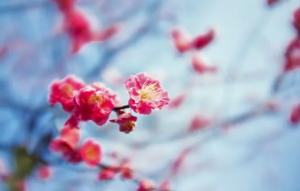 Picture flower, the sky, branches, Sakura