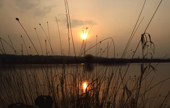The sun, sunset, lake, reed