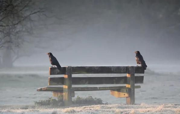 Fog, Park, crows, bench