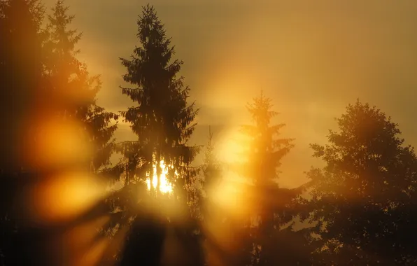 Light, fog, morning, ate
