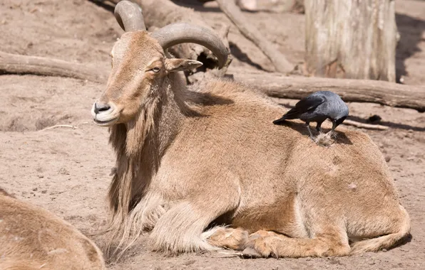 Bird, wool, friends, goat, jackdaw