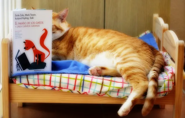 Cat, cat, face, pose, comfort, background, stay, bed