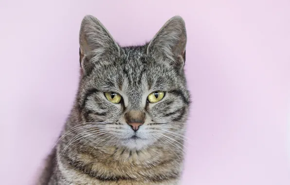Picture cat, grey, background, portrait, striped