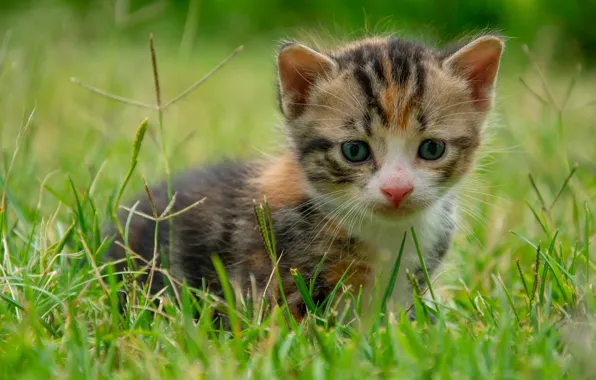 Grass, look, baby, kitty