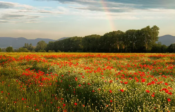 Field, forest, flowers, Maki, poppy field