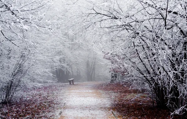 Picture winter, frost, road, snow, trees, bench, branches, nature