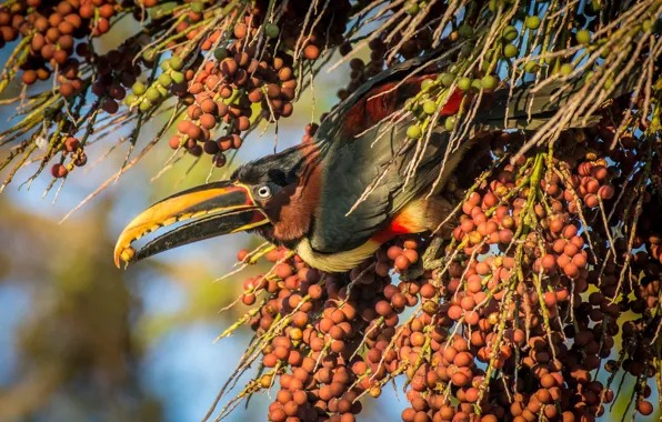 Branches, pose, berries, bird, fruit, orange, Toucan