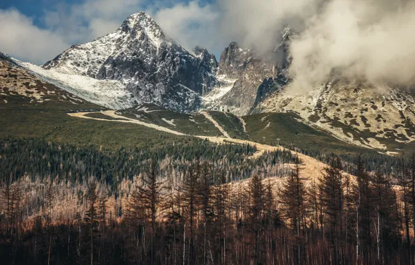 Forest, mountains, High Tatras