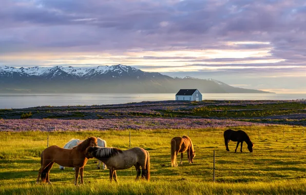 Field, horse, morning, sunset, North of Iceland