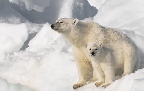 Winter, white, look, snow, nature, glacier, bear, ice