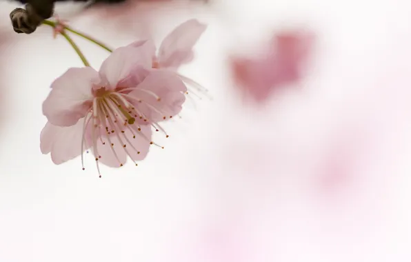 Flower, cherry, background, pink, blur