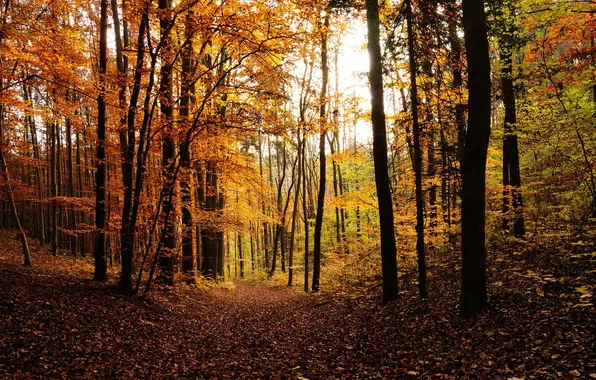 Picture autumn, forest, leaves, trees, tree, foliage, October, falling leaves