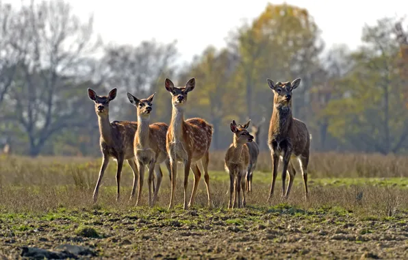 Picture cub, deer, the herd, fawn