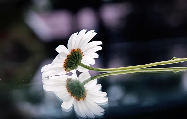 Flower, glass, macro, reflection, photo, background, Wallpaper, petals