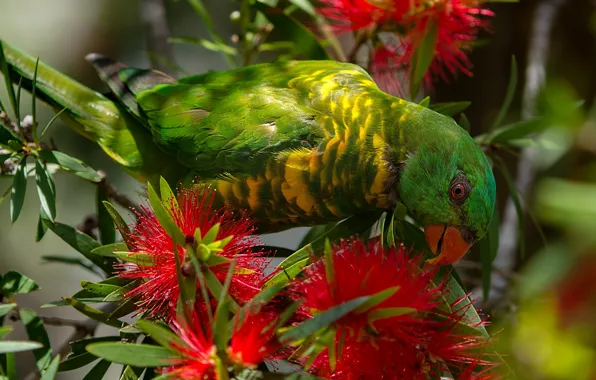 Flowers, bird, parrot, Callistemon, Casuistry lorikeet