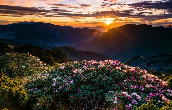 Picture the sky, the sun, clouds, rays, landscape, sunset, flowers, mountains