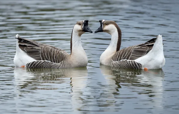 Birds, a couple, pond, goose, geese, two funny geese