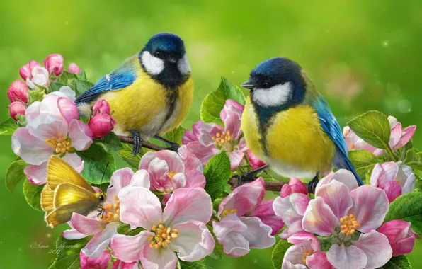 Picture birds, background, butterfly, photoshop, spring, a couple, flowering, flowers