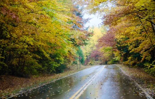 Road, autumn, forest, trees, fog, rain, forest, Nature