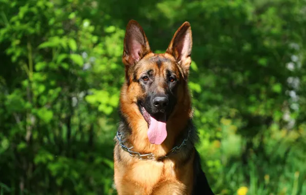 Language, look, each, German shepherd