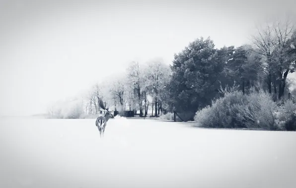 Picture field, nature, deer