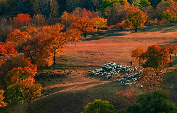 Field, autumn, forest, light, trees, nature, hills, people