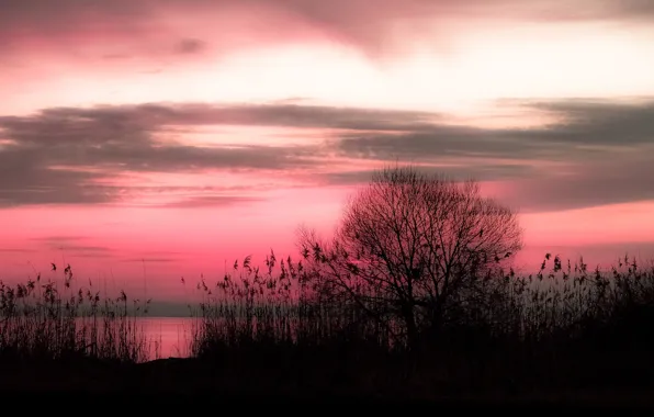 Lake, tree, silhouette, glow