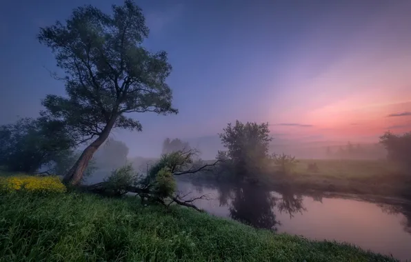 Landscape, nature, fog, river, tree, dawn, morning, grass
