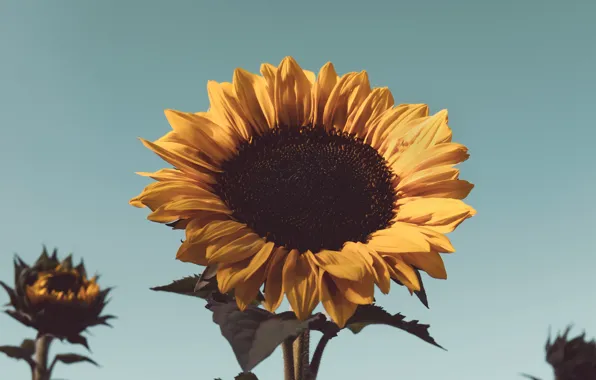Yellow, sunflower, flowering
