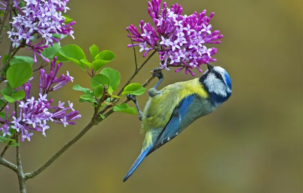Picture flowers, branches, bird, tit, blue tit