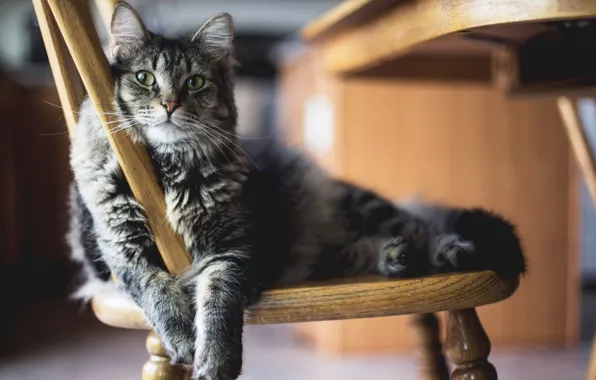 Resting, on the chair, fluffy cat