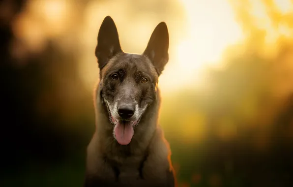 Background, each, dog