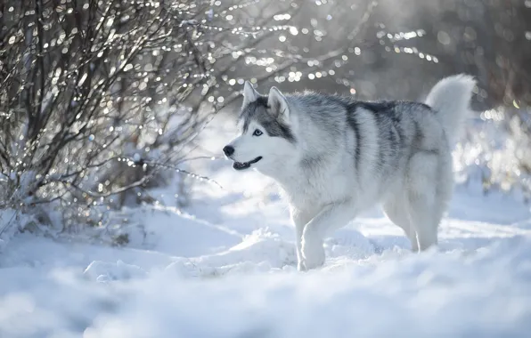 Winter, snow, dog, Husky, Svetlana Pisareva