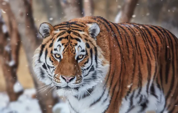 Picture look, face, snow, tiger, wild cat