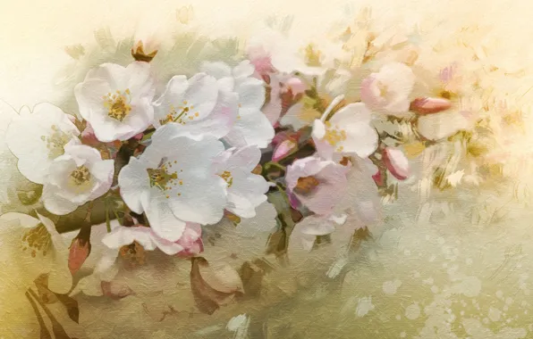 Flowers, cherry, branch, spring, flowering