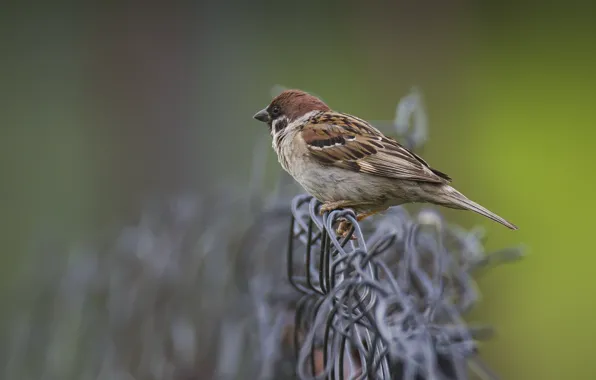 Background, bird, the fence, Sparrow