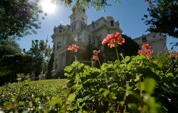 Wallpaper flowers, the sun, garden, castle