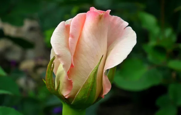 Close-up, blurred background, rosebud